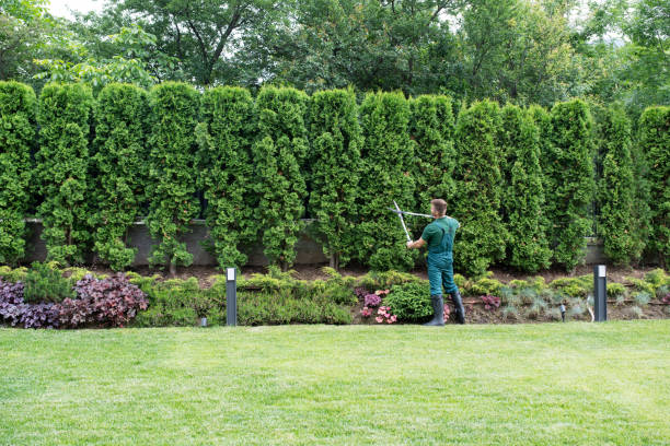 Best Tree Trimming and Pruning  in Brewster, OH